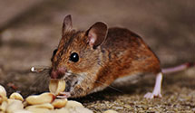 24 Hour & Emergency Exterminators in Kingston Mine, IL